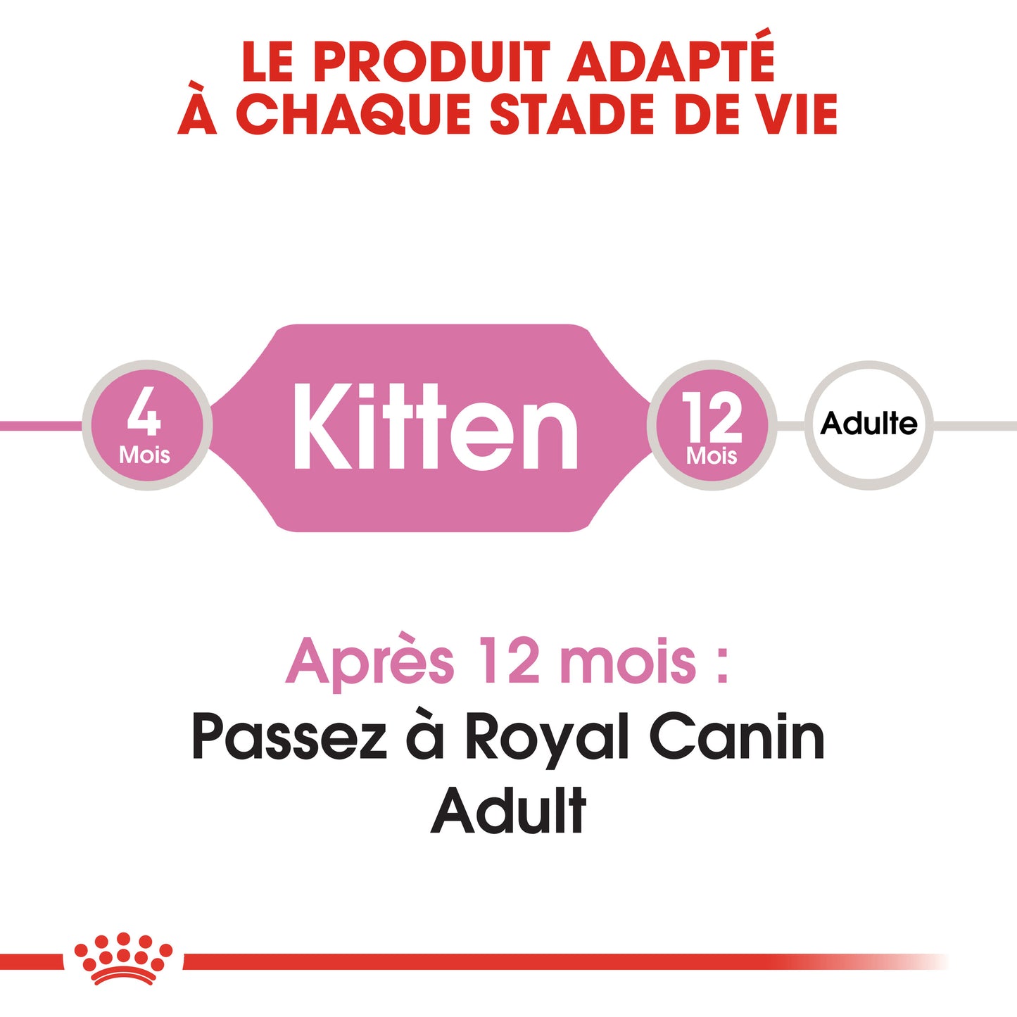 Kitten, Aliment sec, Chat